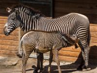 Zebrafohlen trinkt bei Zebrastute